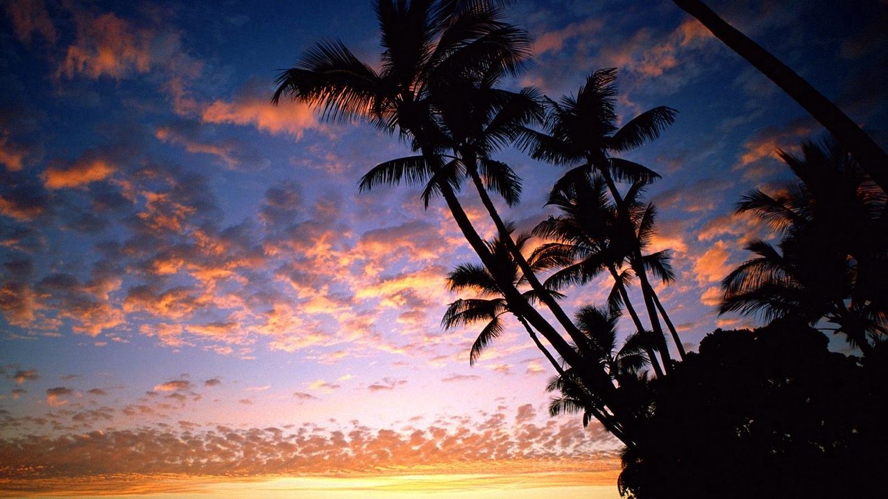 Wallpaper palm trees, coast, silhouettes, sea, sky, evening, ships, outlines, hawaii