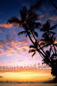 Preview wallpaper palm trees, coast, silhouettes, sea, sky, evening, ships, outlines, hawaii