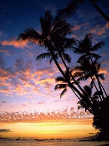 Preview wallpaper palm trees, coast, silhouettes, sea, sky, evening, ships, outlines, hawaii