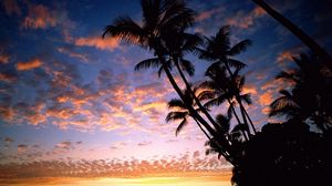 Preview wallpaper palm trees, coast, silhouettes, sea, sky, evening, ships, outlines, hawaii