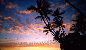 Preview wallpaper palm trees, coast, silhouettes, sea, sky, evening, ships, outlines, hawaii