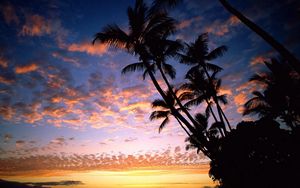 Preview wallpaper palm trees, coast, silhouettes, sea, sky, evening, ships, outlines, hawaii