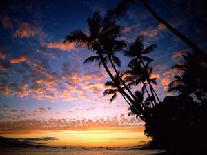 Preview wallpaper palm trees, coast, silhouettes, sea, sky, evening, ships, outlines, hawaii