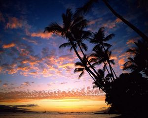 Preview wallpaper palm trees, coast, silhouettes, sea, sky, evening, ships, outlines, hawaii