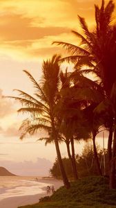 Preview wallpaper palm trees, coast, sunlight, decline, evening, people