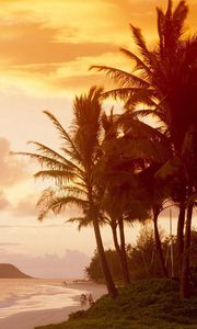 Preview wallpaper palm trees, coast, sunlight, decline, evening, people