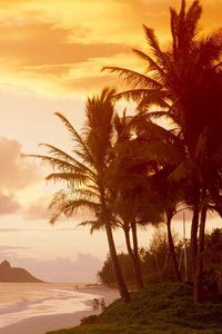 Preview wallpaper palm trees, coast, sunlight, decline, evening, people