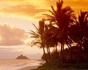 Preview wallpaper palm trees, coast, sunlight, decline, evening, people