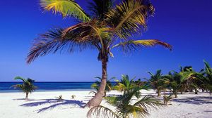 Preview wallpaper palm trees, coast, tropics
