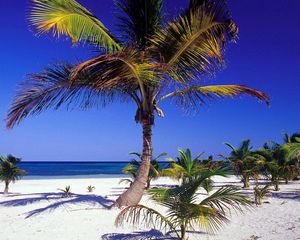 Preview wallpaper palm trees, coast, tropics