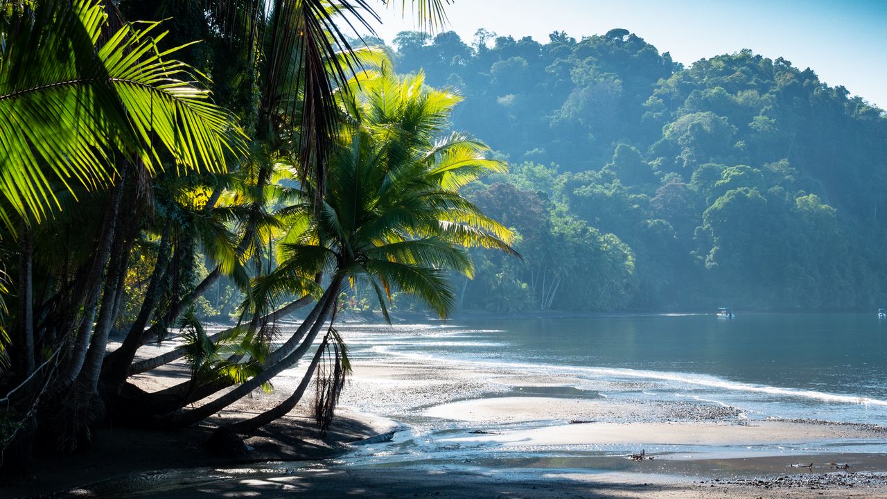 Wallpaper palm trees, coast, water, tropics