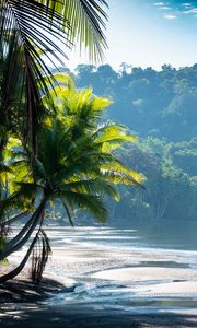 Preview wallpaper palm trees, coast, water, tropics