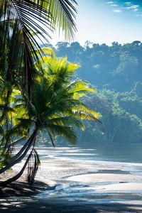 Preview wallpaper palm trees, coast, water, tropics