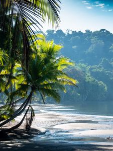 Preview wallpaper palm trees, coast, water, tropics
