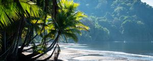 Preview wallpaper palm trees, coast, water, tropics