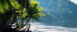 Preview wallpaper palm trees, coast, water, tropics