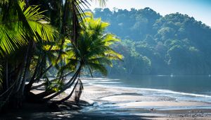 Preview wallpaper palm trees, coast, water, tropics