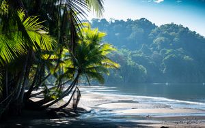 Preview wallpaper palm trees, coast, water, tropics