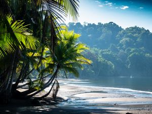 Preview wallpaper palm trees, coast, water, tropics