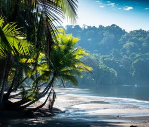 Preview wallpaper palm trees, coast, water, tropics