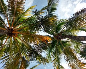 Preview wallpaper palm trees, crowns, branches, leaves, tropical