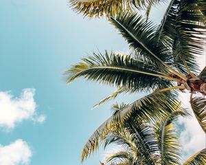 Preview wallpaper palm trees, crowns, branches, leaves, sky