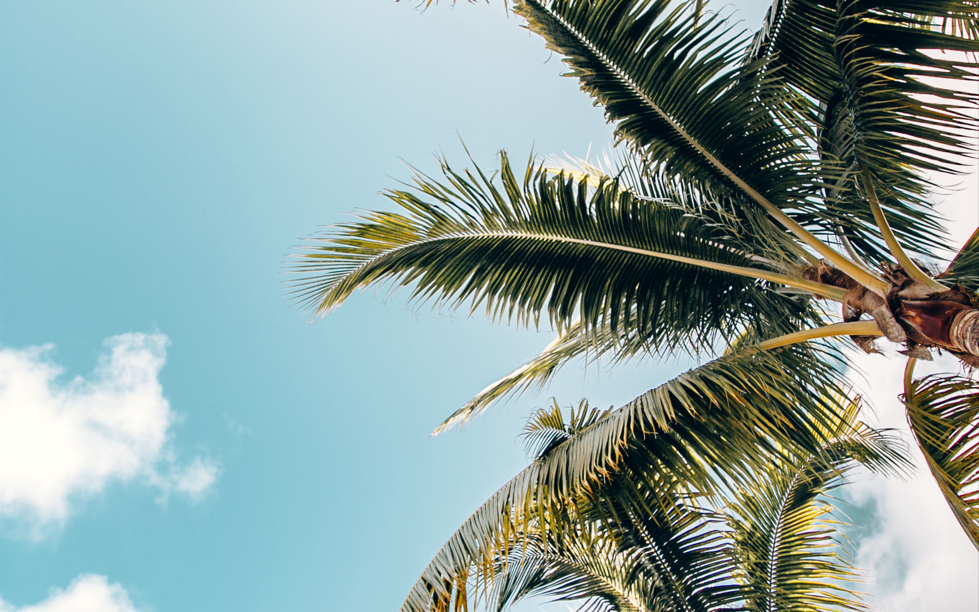 Download wallpaper 3840x2400 palm trees, crowns, branches, leaves, sky ...
