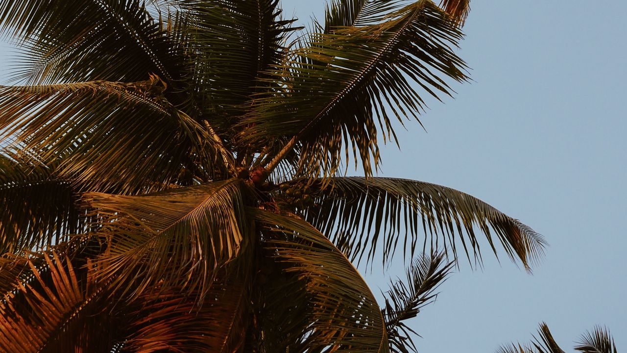 Wallpaper palm trees, crowns, branches, leaves, sky, tropics