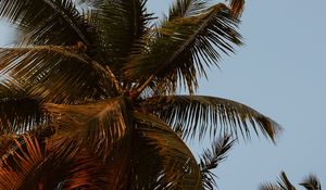 Preview wallpaper palm trees, crowns, branches, leaves, sky, tropics