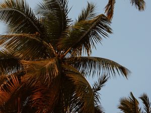 Preview wallpaper palm trees, crowns, branches, leaves, sky, tropics