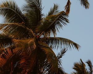 Preview wallpaper palm trees, crowns, branches, leaves, sky, tropics