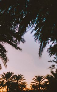 Preview wallpaper palm trees, dark, dusk, tropics, evening