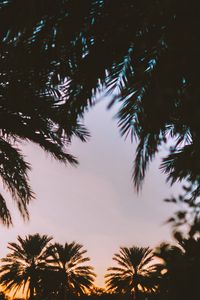 Preview wallpaper palm trees, dark, dusk, tropics, evening