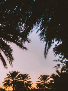 Preview wallpaper palm trees, dark, dusk, tropics, evening