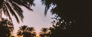 Preview wallpaper palm trees, dark, dusk, tropics, evening