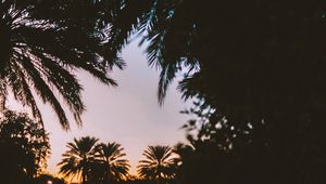 Preview wallpaper palm trees, dark, dusk, tropics, evening