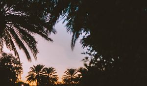 Preview wallpaper palm trees, dark, dusk, tropics, evening