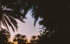 Preview wallpaper palm trees, dark, dusk, tropics, evening