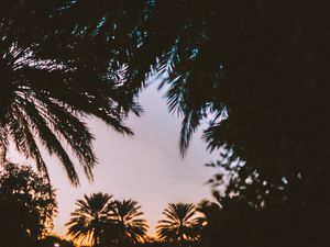 Preview wallpaper palm trees, dark, dusk, tropics, evening