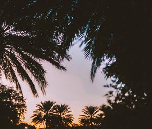 Preview wallpaper palm trees, dark, dusk, tropics, evening