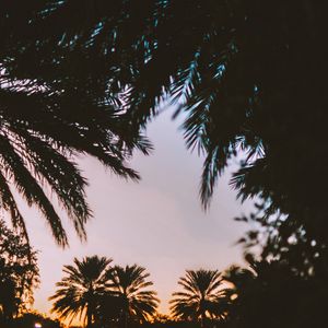 Preview wallpaper palm trees, dark, dusk, tropics, evening