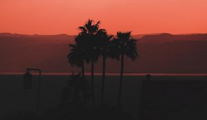 Preview wallpaper palm trees, dark, dusk, outlines