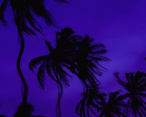 Preview wallpaper palm trees, dark, illusion, distortion