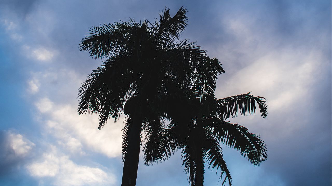 Wallpaper palm trees, dark, silhouettes, sky, clouds