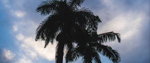 Preview wallpaper palm trees, dark, silhouettes, sky, clouds