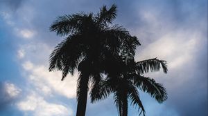Preview wallpaper palm trees, dark, silhouettes, sky, clouds