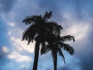 Preview wallpaper palm trees, dark, silhouettes, sky, clouds