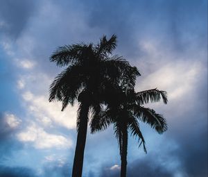 Preview wallpaper palm trees, dark, silhouettes, sky, clouds