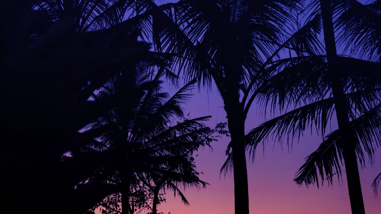 Wallpaper palm trees, dark, silhouettes, twilight, sunset
