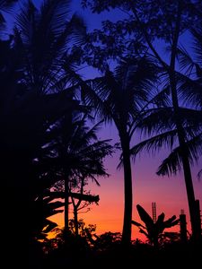 Palm trees old mobile, cell phone, smartphone wallpapers hd, desktop  backgrounds 240x320, images and pictures